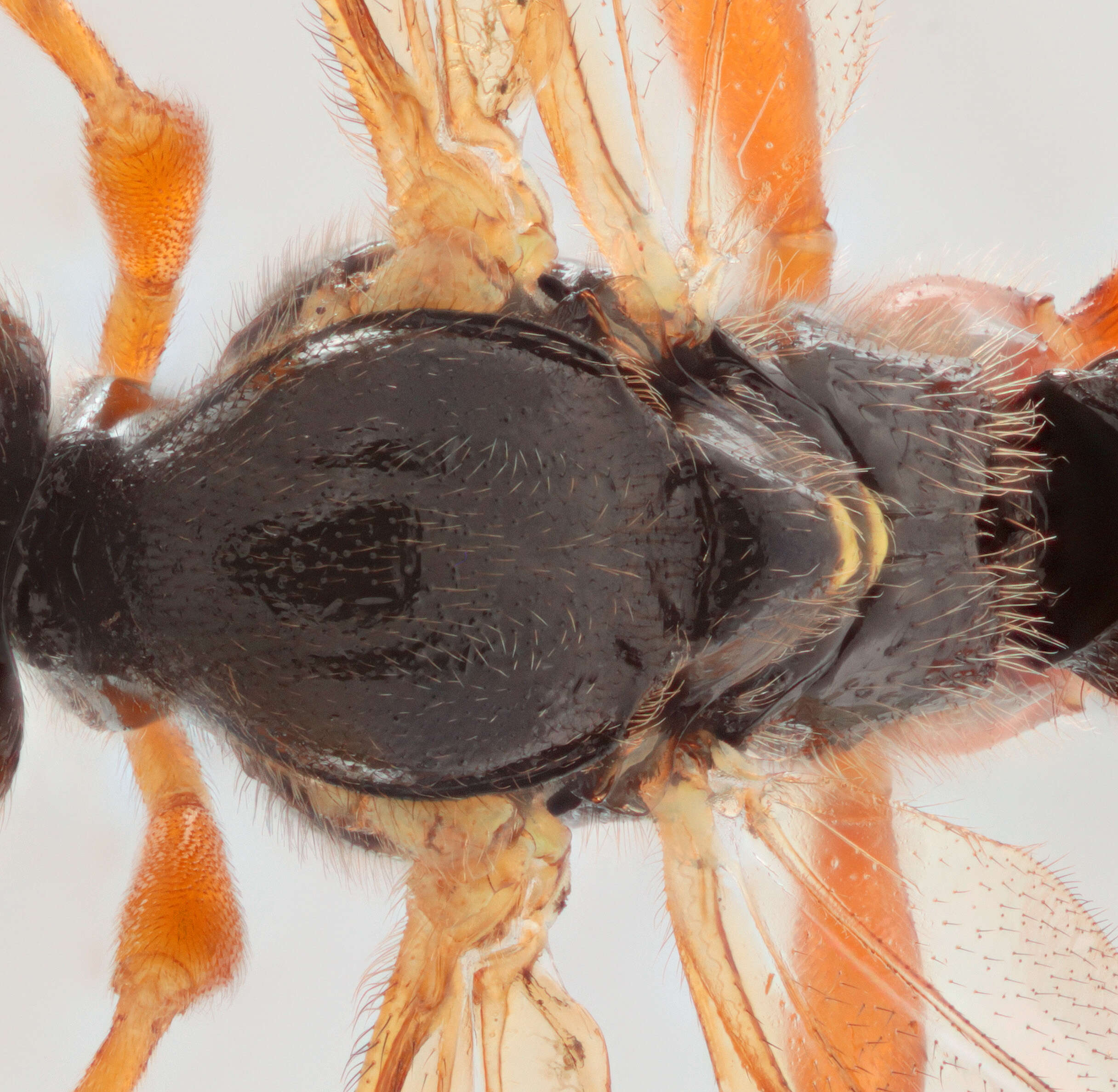 Image of Parasitoid wasp