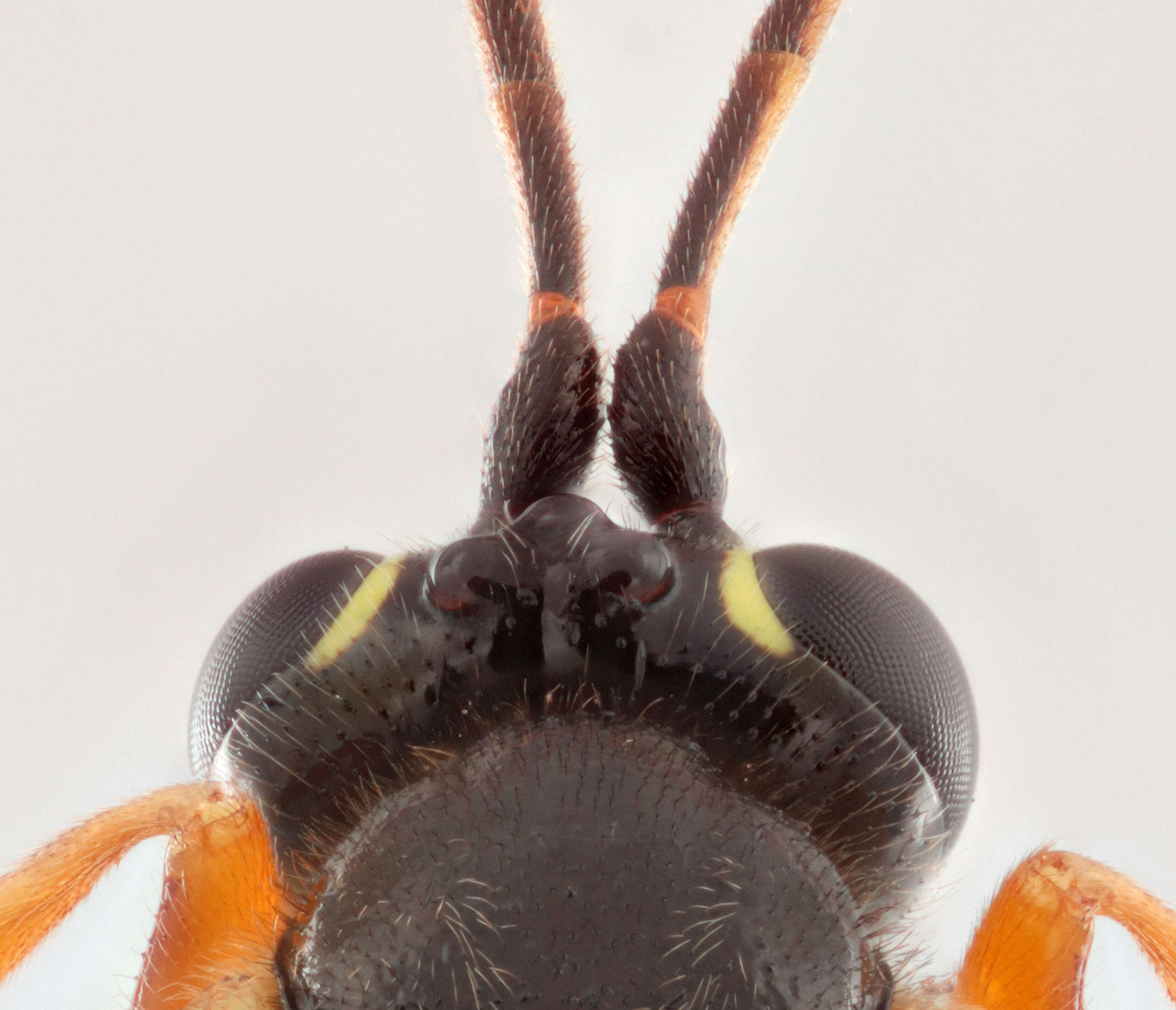 Image of Parasitoid wasp