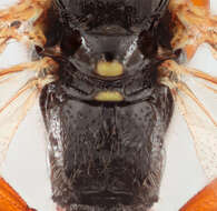 Image of Parasitoid wasp