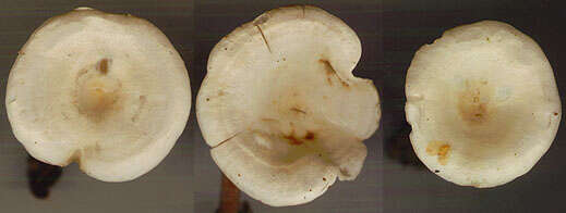 Image of Ripartites tricholoma (Alb. & Schwein.) P. Karst. 1879