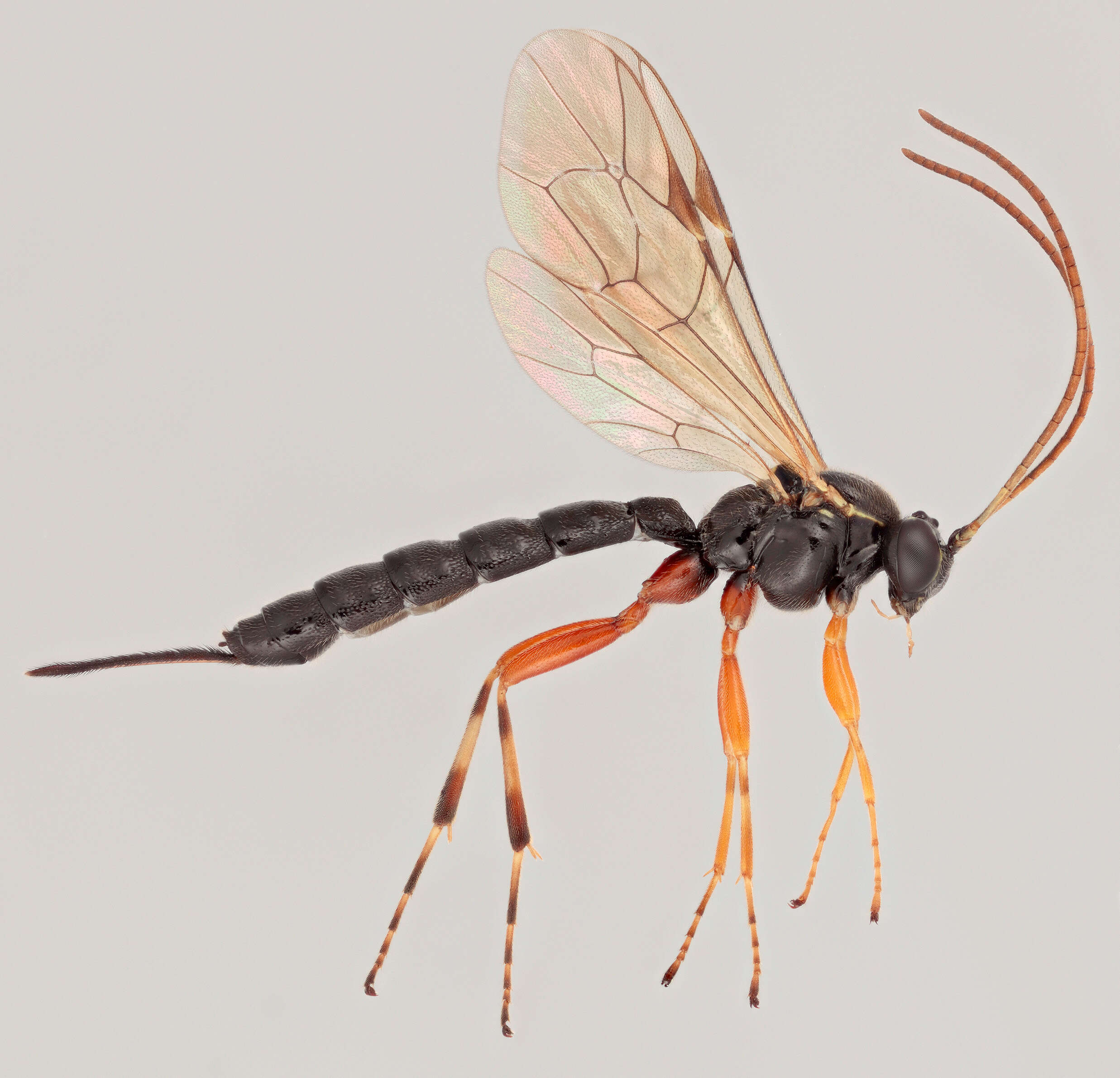 Image of Parasitoid wasp