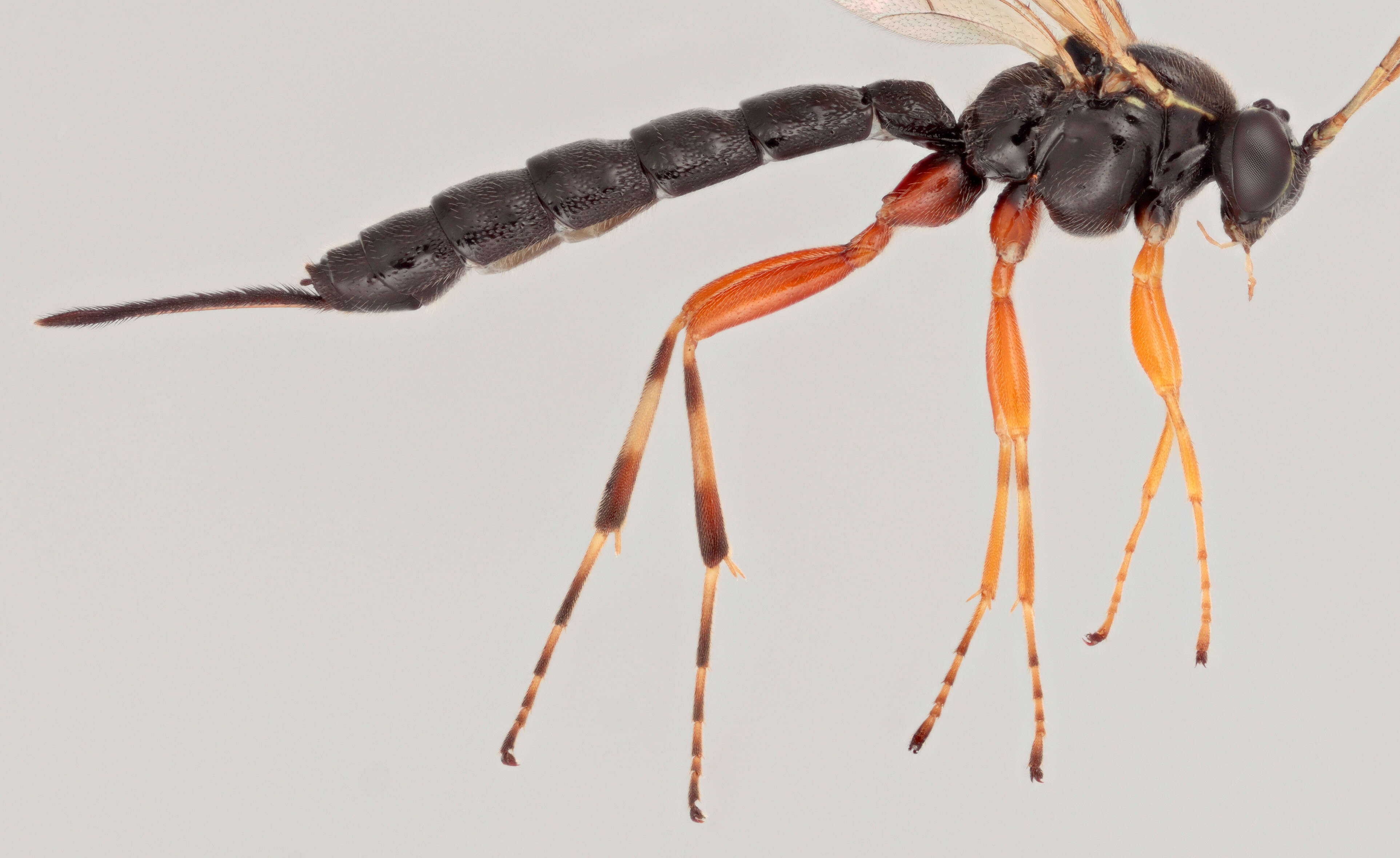 Image of Parasitoid wasp