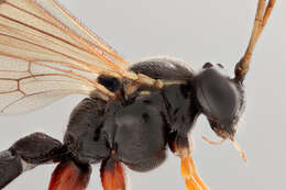 Image of Parasitoid wasp