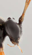 Image of Parasitoid wasp