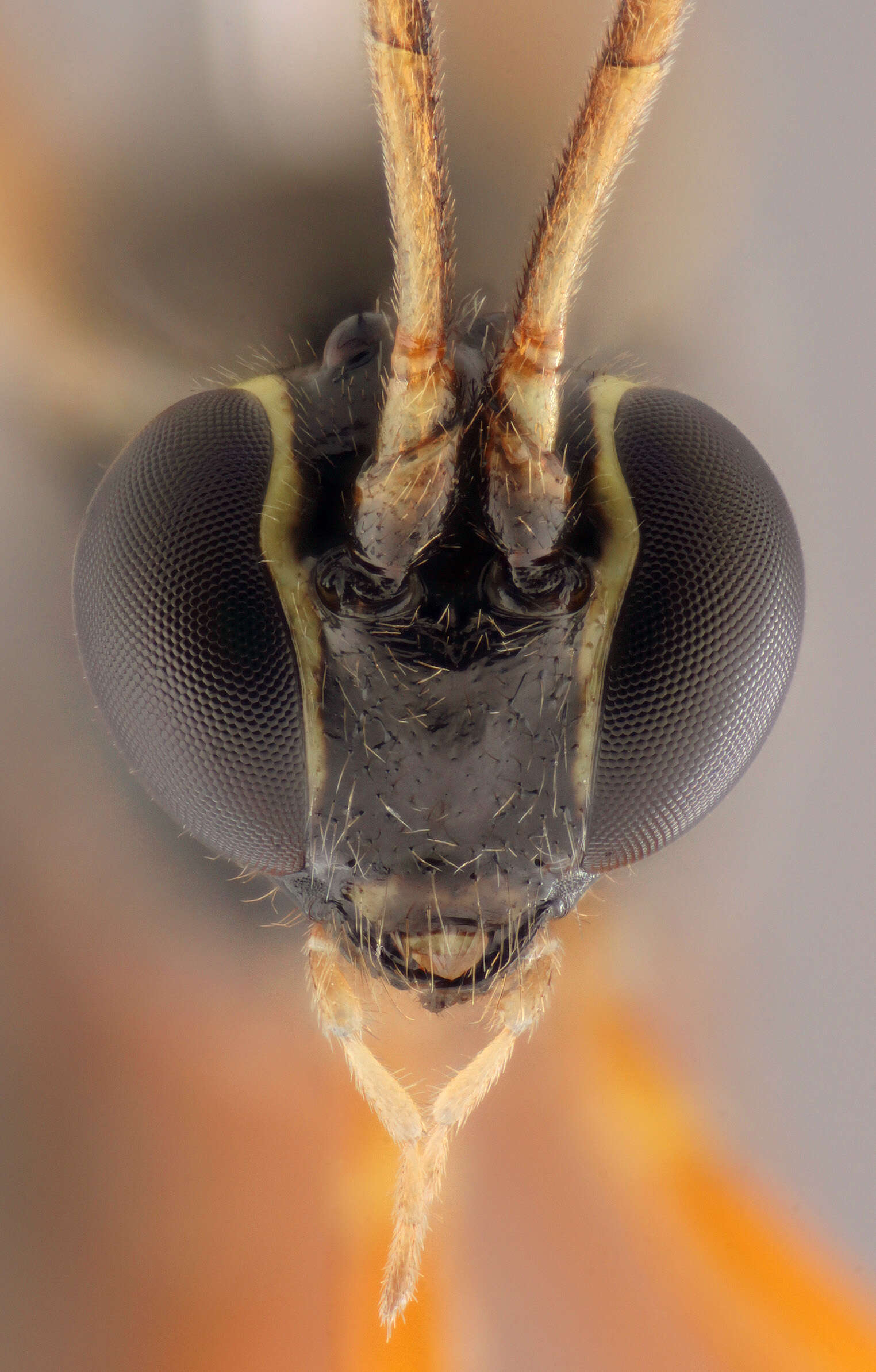 Image of Parasitoid wasp