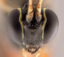 Image of Parasitoid wasp