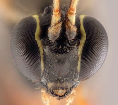 Image of Parasitoid wasp