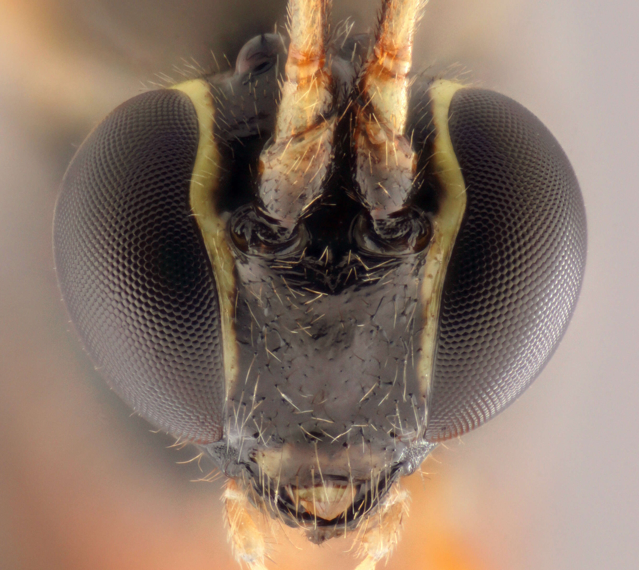 Image of Parasitoid wasp