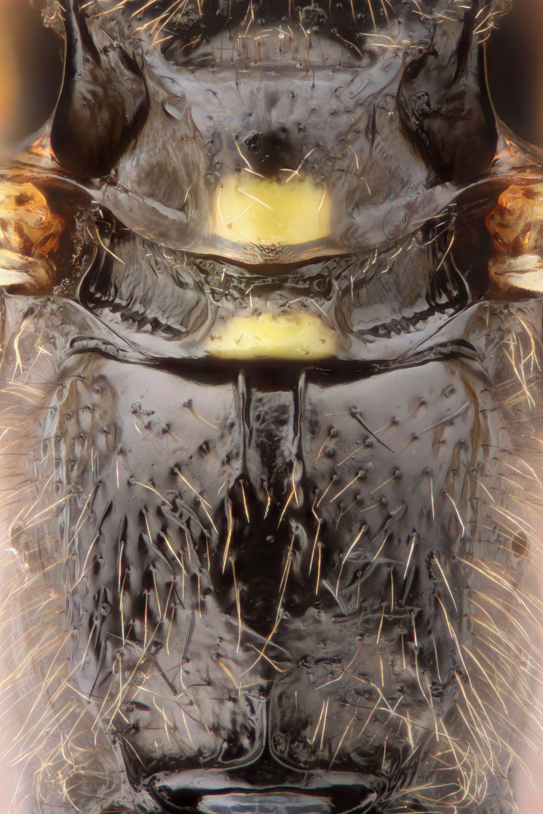 Image of Parasitoid wasp