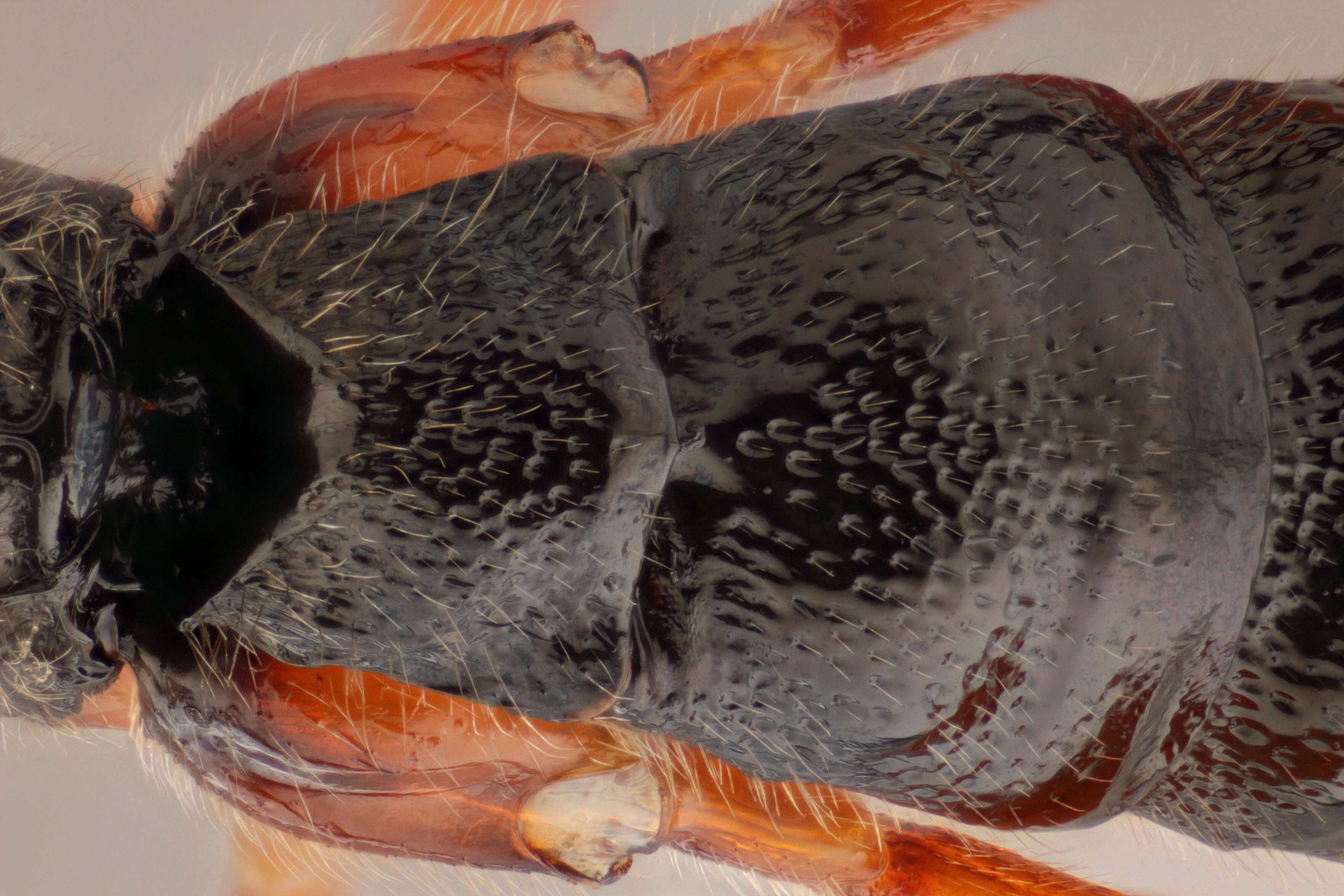 Tromatobia ovivora (Boheman 1821)的圖片