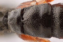 Image of Parasitoid wasp