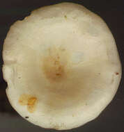 Image of Ripartites tricholoma (Alb. & Schwein.) P. Karst. 1879