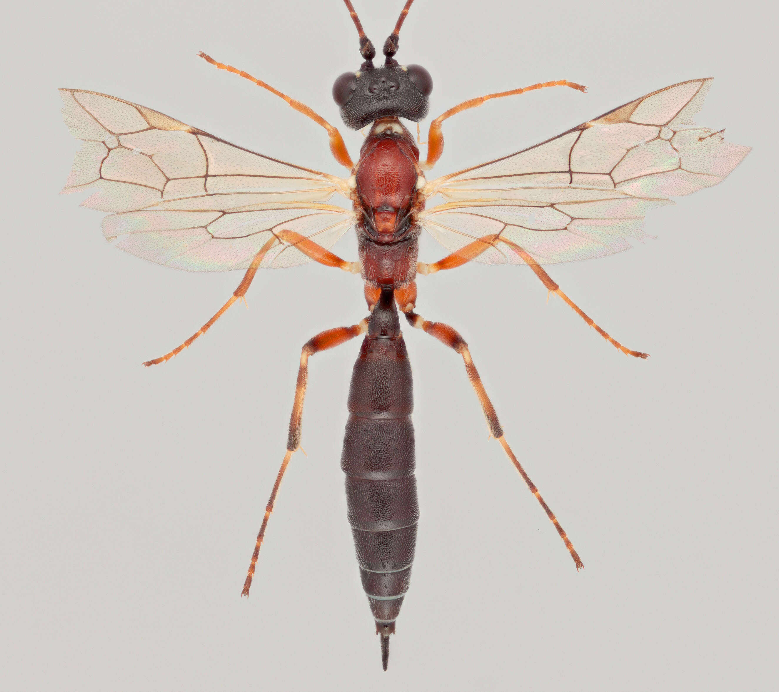 Image of Heterischnus truncator (Fabricius 1798)