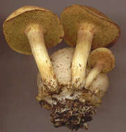 Image of Pseudoboletus parasiticus (Bull.) Šutara 1991