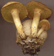 Image of Pseudoboletus parasiticus (Bull.) Šutara 1991