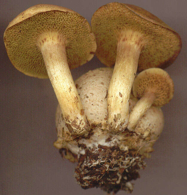 Image of Pseudoboletus parasiticus (Bull.) Šutara 1991