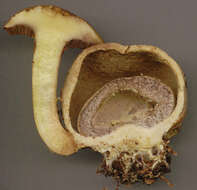 Image of Pseudoboletus parasiticus (Bull.) Šutara 1991