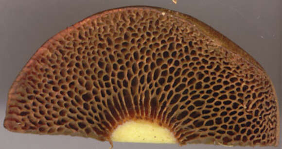 Image of Pseudoboletus parasiticus (Bull.) Šutara 1991