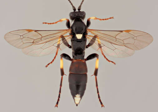 Image of Ichneumon melanotis Holmgren 1864