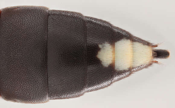 Image of Ichneumon melanotis Holmgren 1864