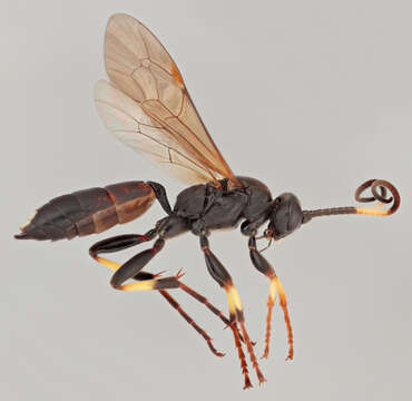 Image of Ichneumon melanotis Holmgren 1864