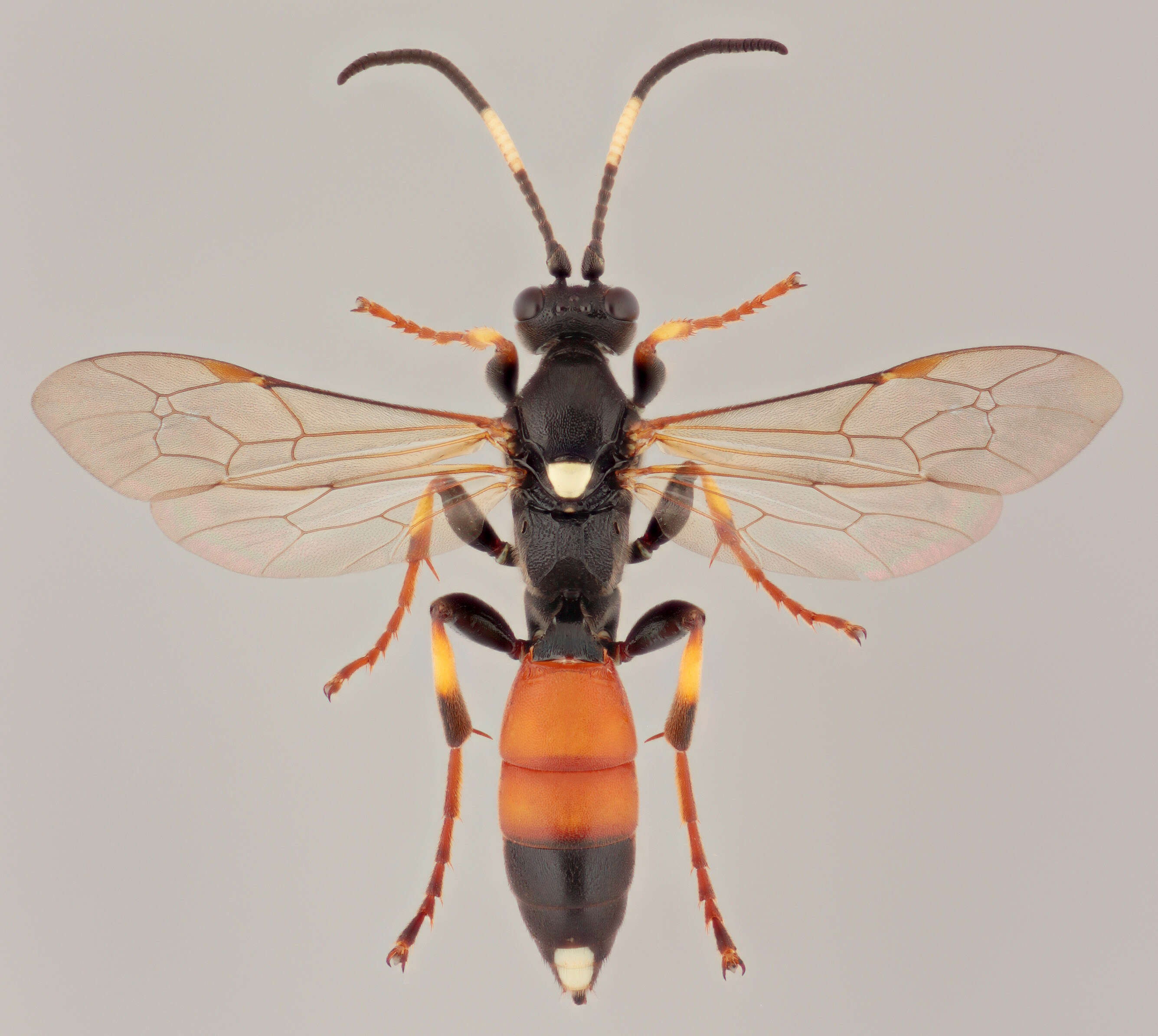 Image of Ichneumon confusor Gravenhorst 1820