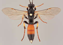 Image of Ichneumon confusor Gravenhorst 1820