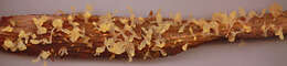 Image of Calocera pallidospathulata D. A. Reid 1974