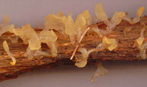 Image of Calocera pallidospathulata D. A. Reid 1974