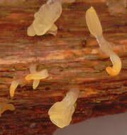 Imagem de Calocera pallidospathulata D. A. Reid 1974