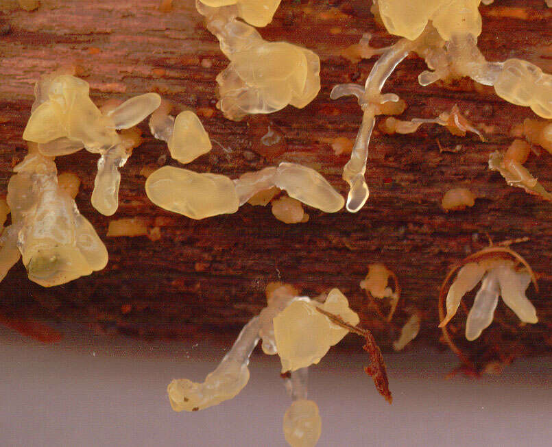 Imagem de Calocera pallidospathulata D. A. Reid 1974