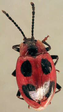 Image of Endomychus coccineus (Linnaeus 1758)