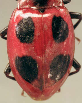 Image of Endomychus coccineus (Linnaeus 1758)