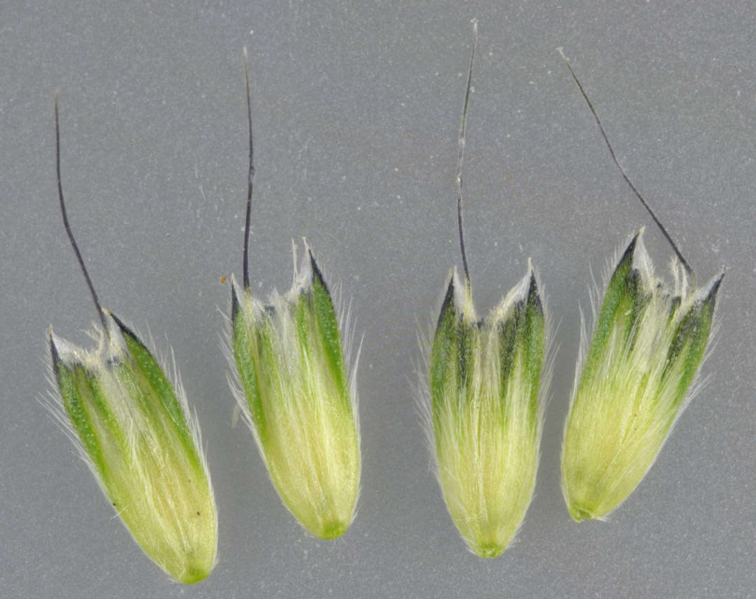 Image of Bulbous Foxtail