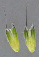 Image of Bulbous Foxtail