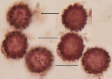 Imagem de Scleroderma verrucosum (Bull.) Pers. 1801