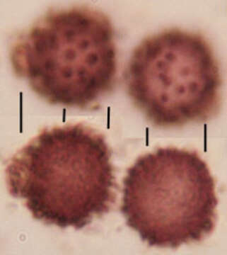 Imagem de Scleroderma verrucosum (Bull.) Pers. 1801