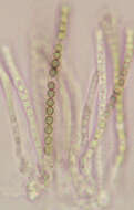 Image de Trichoderma aureoviride Rifai 1969
