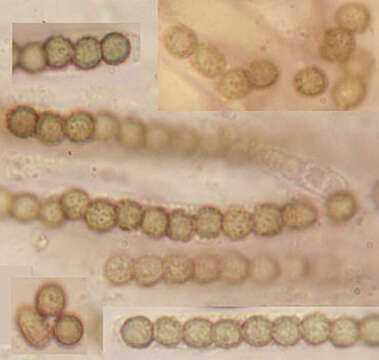 Image de Trichoderma aureoviride Rifai 1969