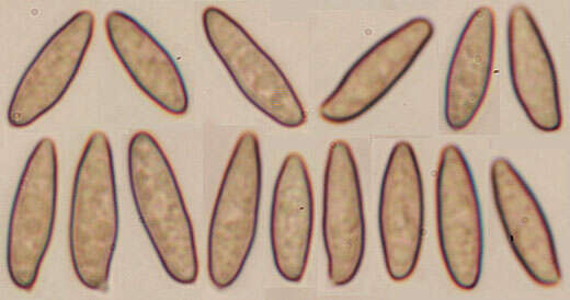 Image of Pseudoboletus parasiticus (Bull.) Šutara 1991