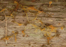 Image de Calocera pallidospathulata D. A. Reid 1974