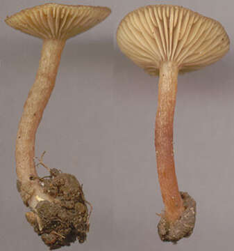 Image of Lactarius obscuratus (Lasch) Fr. 1838