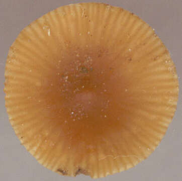 Image of Lactarius obscuratus (Lasch) Fr. 1838