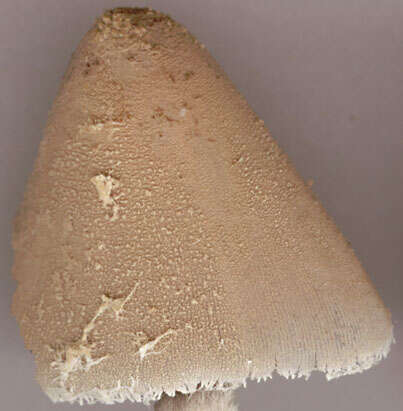 Image of Coprinopsis pseudonivea (Bender & Uljé) Redhead, Vilgalys & Moncalvo 2001