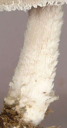 Image of Coprinopsis pseudonivea (Bender & Uljé) Redhead, Vilgalys & Moncalvo 2001