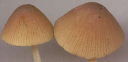 Imagem de Conocybe velutipes (Velen.) Hauskn. & Svrček 1999