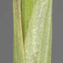 Image of Hordeum secalinum Schreb.