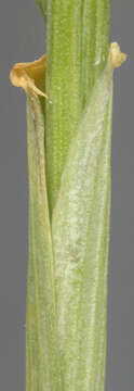 Image of meadow barley