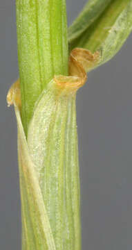 Image of meadow barley