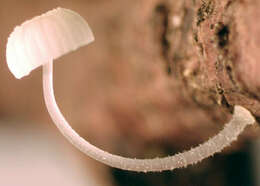 Image of Mycena tenerrima (Berk.) Quél. 1872